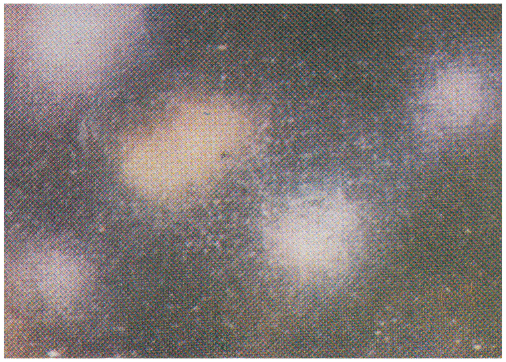 <p>Einladungskarte zur Ausstellung "Die Fliegende Birke", Kunstraum München e.V., 1981, Drucksache, 10.3 x 14.8 cm</p>